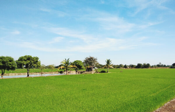farm-house-land-for-sale-in-rewari-1730194015078